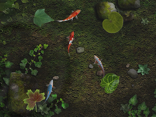 Baixar Lago com peixes koi - papel de parede animado gratuito para Android para desktop. 