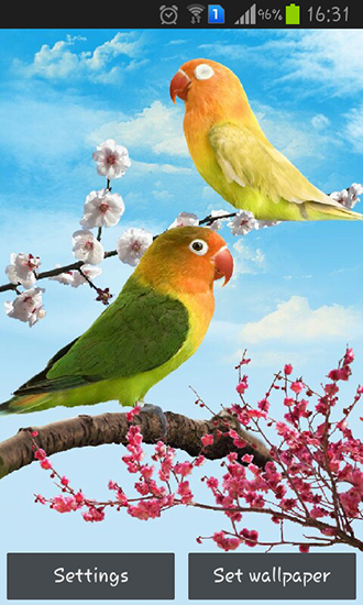 Captura de tela do Pássaros em telefone celular ou tablet.