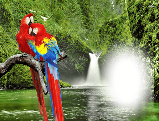 Captura de tela do Molduras de foto com aves em telefone celular ou tablet.