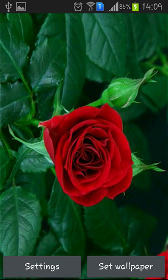 Captura de tela do Rosa vermelha florescendo em telefone celular ou tablet.