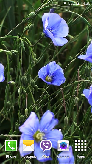 Captura de tela do Flores azuis em telefone celular ou tablet.