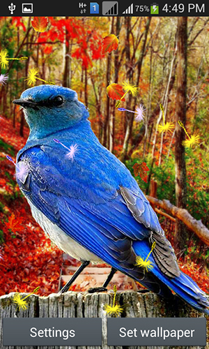 Captura de tela do Pássaros bonitos em telefone celular ou tablet.