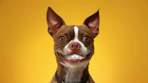 Captura de tela do Sorrisos de cachorro em telefone celular ou tablet.