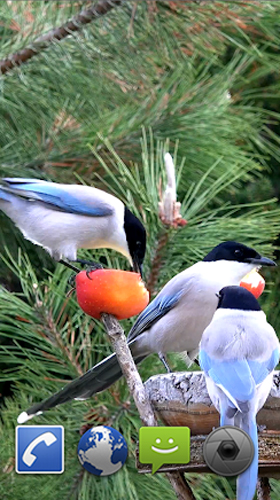 Pássaros de jardim 