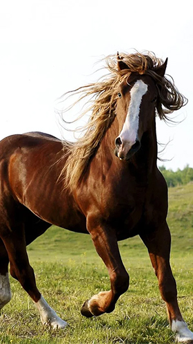 Cavalo 