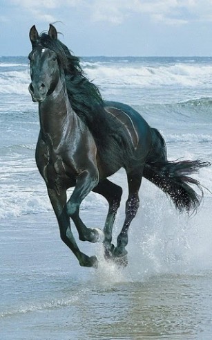 Captura de tela do Cavalos em telefone celular ou tablet.