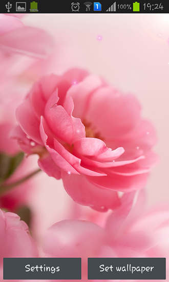 Captura de tela do Rosas cor de rosa em telefone celular ou tablet.