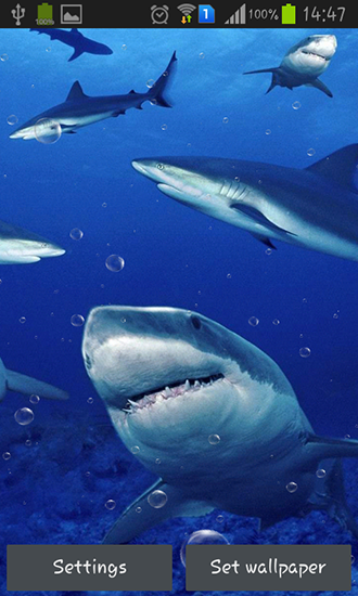 Captura de tela do Tubarões em telefone celular ou tablet.