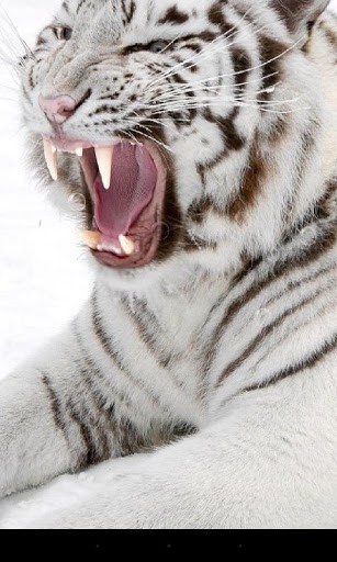 Captura de tela do Tigre em telefone celular ou tablet.