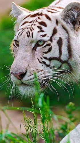Tigre branco 