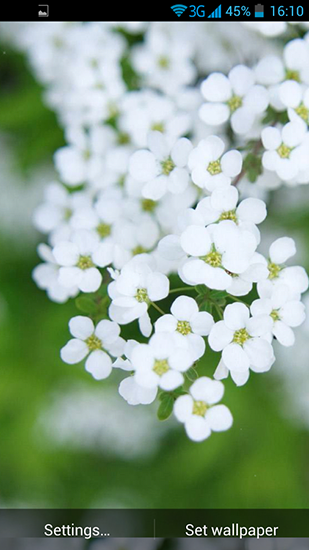 Captura de tela do Flores brancas em telefone celular ou tablet.