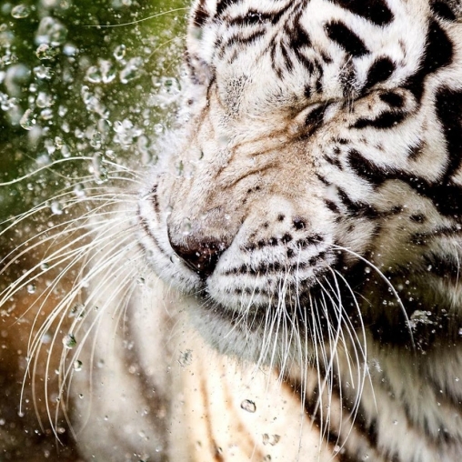 Captura de tela do Tigre branco: Toque de água em telefone celular ou tablet.