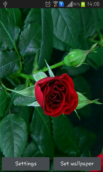 Rosa vermelha florescendo