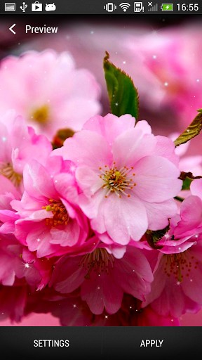 A flor de cerejeira