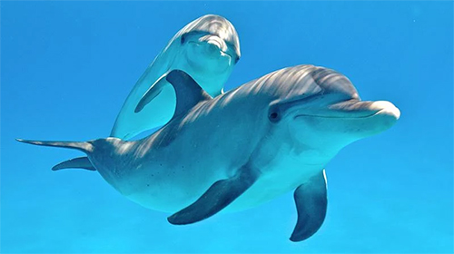 Golfinhos 3D 