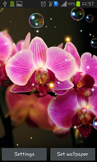 Orquídea HD
