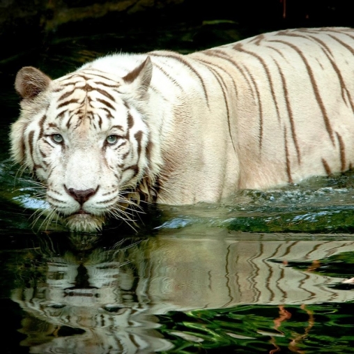 Tigre branco: Toque de água