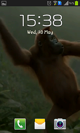 Dança selvagem do macaco louco