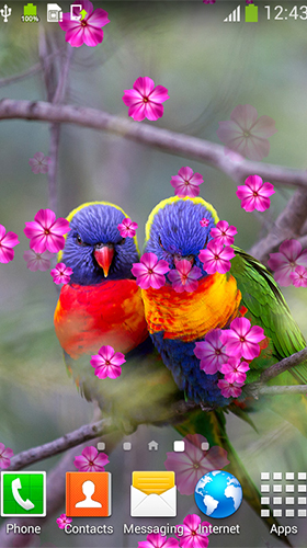 Pássaros apaixonados 