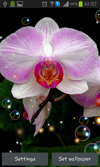 Orquídea HD