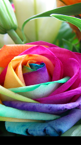 Rosas do arco-íris 