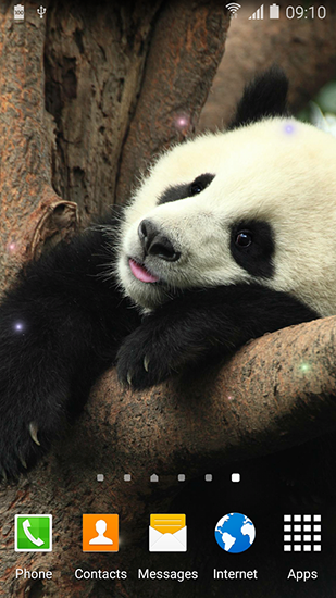 Panda bonito