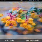 Além do papel de parede animado para Android ICS fase de feixe, baixar do arquivo apk gratuito da imagem de fundo 1031 flor .