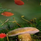 Além do papel de parede animado para Android Oceano 3D: Golfinho , baixar do arquivo apk gratuito da imagem de fundo Outono bonito .