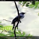 Além do papel de parede animado para Android Cascata , baixar do arquivo apk gratuito da imagem de fundo Sons de pássaros e toques .