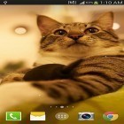 Além do papel de parede animado para Android Flocos de neve bonitos, baixar do arquivo apk gratuito da imagem de fundo Gato .
