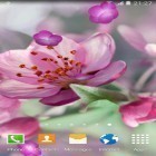 Além do papel de parede animado para Android Amor roxo e rosa, baixar do arquivo apk gratuito da imagem de fundo Flor de cerejeira .