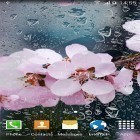 Além do papel de parede animado para Android Pombos, baixar do arquivo apk gratuito da imagem de fundo Cereja em flor .
