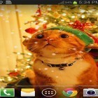 Além do papel de parede animado para Android Páscoa, baixar do arquivo apk gratuito da imagem de fundo Gato de natal .