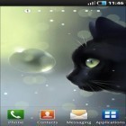 Além do papel de parede animado para Android Kawaii, baixar do arquivo apk gratuito da imagem de fundo Gato curioso .