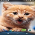 Além do papel de parede animado para Android Nuvens , baixar do arquivo apk gratuito da imagem de fundo Gato fofo .