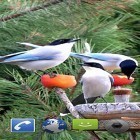 Além do papel de parede animado para Android Dente de Leão , baixar do arquivo apk gratuito da imagem de fundo Pássaros de jardim .