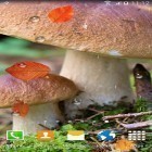 Além do papel de parede animado para Android , baixar do arquivo apk gratuito da imagem de fundo Cogumelos .