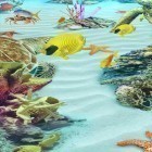 Além do papel de parede animado para Android Cisnes apaixonados: Brilho, baixar do arquivo apk gratuito da imagem de fundo Aquário de oceano 3D: Ilhas de tartaruga .