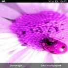 Além do papel de parede animado para Android Husky siberiano, baixar do arquivo apk gratuito da imagem de fundo Cor de rosa bonita .