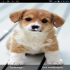 Baixar Cachorro  para Android, bem como dos outros papéis de parede animados gratuitos para HTC Desire 601.
