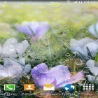 Além do papel de parede animado para Android Pássaros bonitos, baixar do arquivo apk gratuito da imagem de fundo Flores chuvosas .
