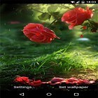 Além do papel de parede animado para Android Dia dos namorados , baixar do arquivo apk gratuito da imagem de fundo Rosa vermelha .