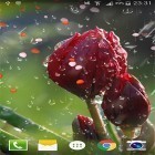 Além do papel de parede animado para Android Vaga-lumes , baixar do arquivo apk gratuito da imagem de fundo Rosa: Pingo de chuva .
