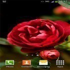 Além do papel de parede animado para Android Lareira romântica, baixar do arquivo apk gratuito da imagem de fundo Rosas .