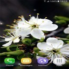 Além do papel de parede animado para Android 1031 flor , baixar do arquivo apk gratuito da imagem de fundo Primavera .