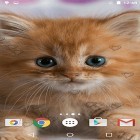 Além do papel de parede animado para Android Gota de água , baixar do arquivo apk gratuito da imagem de fundo Gatinhos fofos .