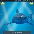 Além do papel de parede animado para Android Cidade noturno, baixar do arquivo apk gratuito da imagem de fundo Tubarão irritado: Tela rachada.