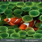 Além do papel de parede animado para Android Gatinho selvagem, baixar do arquivo apk gratuito da imagem de fundo Aquário.