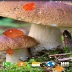 Além do papel de parede animado para Android Inverno: Neve, baixar do arquivo apk gratuito da imagem de fundo Cogumelos do outono.