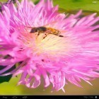 Além do papel de parede animado para Android Chuva , baixar do arquivo apk gratuito da imagem de fundo Abelha em uma flor do trevo 3D.